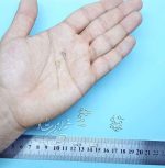 خرید و قیمت قلاب پیچ زیورآلات | لوازم ساخت بدلیجات | متریال زیورآلات | خرازی خرازیتو | بدلیجات عمده استیل رنگ ثابت | زنجیر استیل کارتیر ارزان قیمت