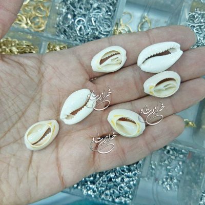 صدف دریایی (10 عددی)