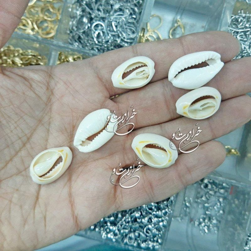 1404-08-09 - Fri - 190201 صدف دریایی (10 عددی) - تصویر 1